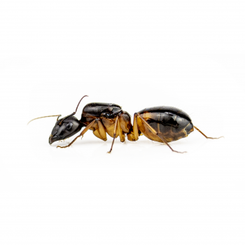 Camponotus sanctus
